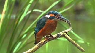 Common Kingfisher Bird catching a fish David Attenboroughs opinion [upl. by Einnim]