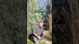 Discover Ornamental Grasses gardening [upl. by Alex]