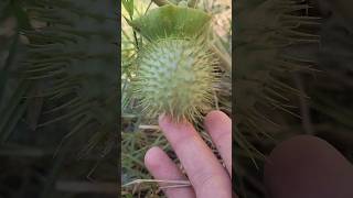 Mini Plant Best Video  Home Planting farming relaxing nature relaxingmusic plantingplan short [upl. by Domini]