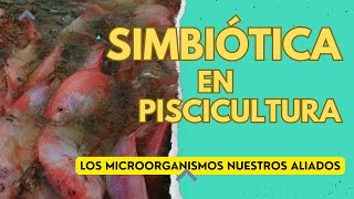 SIMBIOTICA EN PISCICULTURA simbiotica peces probiotics alevinos [upl. by Terence317]