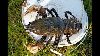 How to catch crayfish with meat and string [upl. by Faruq]