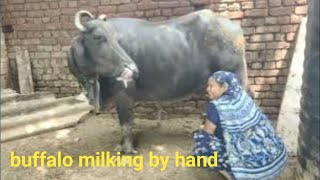 Buffalo milking by hand full video  हाथों से निकाला दूध  भैंस की हुई तबियत खराब rudhikraghavvlogs [upl. by Netnerb667]