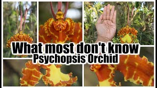 Fascinating Facts About the Psychopsis Orchid [upl. by Enajiram]