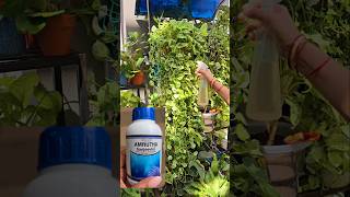 Care For Enjoy Pothos Money Plant Care How to grow money plant busy Fertilizer [upl. by Asnerek]