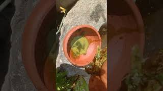 Tamil traditional herbal medicine barpam செம்முள்ளி மூலிகை [upl. by Alrad818]