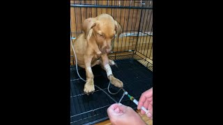 treat puppy infected parvo virus​ [upl. by Ainitsirhc471]