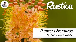 Planter des érémurus [upl. by Eltsyrk]