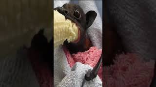 Super cute Baby Bat eating a banana shorts [upl. by Mendez663]