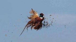 Pheasant Shooting in Somerset Rough Shooting on a local Farm 2013 Season [upl. by Adnawed]