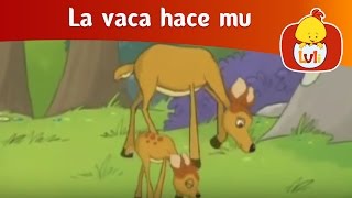 La vaca hace mu El venado  Luli TV [upl. by Welbie]