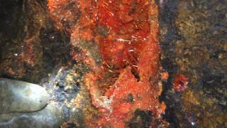 AMAZING Crocoite Pocket Red Lead Mine Mt Dundas Tasmania [upl. by Anyah687]