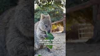 The happiest animals in the world Quokka [upl. by Adihsar610]