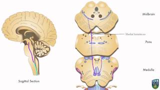 AXON Dorsal Column Pathway Fine Tactile Sensation Conscious Proprioception from Foot 2 of 9 [upl. by Matejka125]