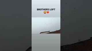 BROTHERS LOFT BAREILLY ❤️‍🔥youtubeshorts pigeonlover trending kabutar viralshort supportme [upl. by Pierre722]