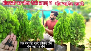 How To Grow And Care Thuja  Morpankhi Plant ।। एक बार इस खाद को डालिए ग्रोथ रोक नही पाओगे [upl. by Aydin]