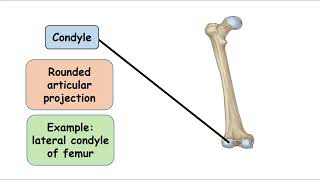 CondyleBone marking [upl. by Nereids76]