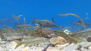 3 species of fishes of Rara Lake Nepal [upl. by Norod552]