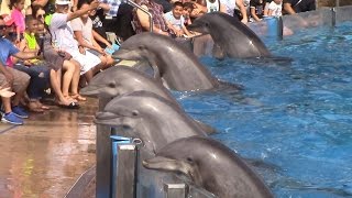 Dolphin Days Full Show at SeaWorld San Diego on 83015 [upl. by Buxton]