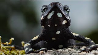 GOWNA LA RANA ARLEQUÍN DE LA NOCHE ESTRELLADA  JACANA JACANA FUNDACIÓN ATELOPUS Y ASI [upl. by Pinto]