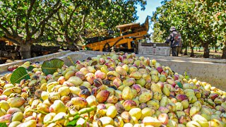 Pistachios Harvesting Process  How To Grow Pistachios  Modern Pistachios Harvesting Machine [upl. by Fredelia]