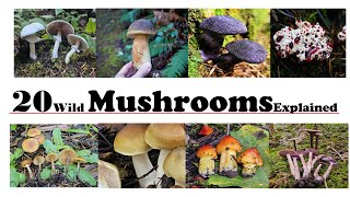 20 Wild Mushrooms Described by a mycologist [upl. by Tris]