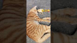 beutiful cat shorts video 😺😺 shorts viralvideo cat kittencomedy funny catfunny [upl. by Forland]