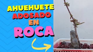 ahuehuete adosado en roca  bonsai ahuehuete [upl. by Kester38]