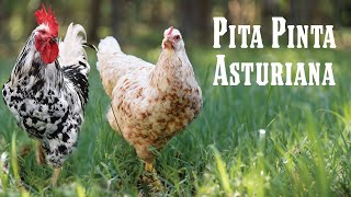 All about the Spanish chicken Pita Pinta Asturiana [upl. by Fleeman]