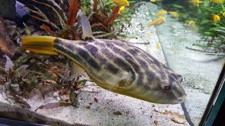 How to move a Big Puffer Fish Moving into the new 175 Gallon [upl. by Blane]