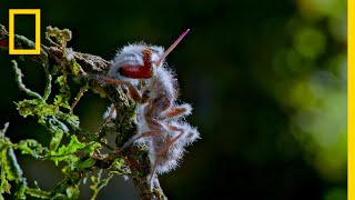 Zombie Parasite Cordyceps Fungus Takes Over Insects Through Mind Control  National Geographic [upl. by Avevoneg313]