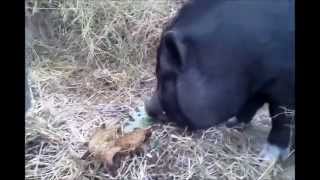 Pot Belly Pig Eating a Nopal Cactus [upl. by Gerita]