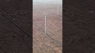 Sprinkling water agrilandagriculturefarming lexiechellam1333 channel [upl. by Akahs]