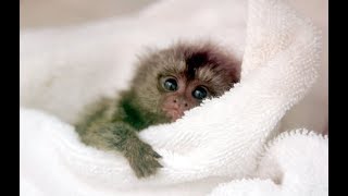 Cute Monkeys Part 70  Baby Finger Marmoset Monkey Playing [upl. by Airam]