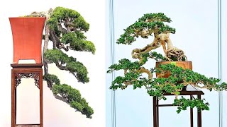 Collection of waterfall bonsai Beautiful images to inspire bonsai [upl. by Dazhahs10]