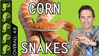 Corn Snake The Best Pet Reptile [upl. by Amek]