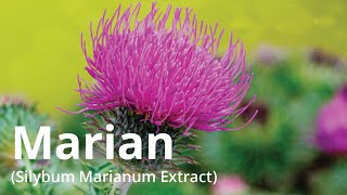 Marian Silybum Marianum Extract [upl. by Sternberg]