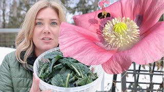 Plant poppies the easy way  my first harvest of 2021 [upl. by Htenywg]