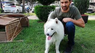 Köpek Türleri  Samoyed Köpek [upl. by Volnak]