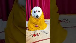 Biswas jomafunny videoviralshortsbanglacomedyjokesdoglover🧿🫰❤️ [upl. by Akerehs]