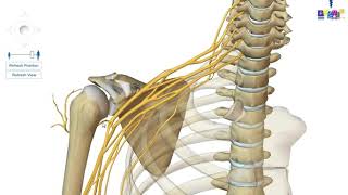 Le membre supérieur  linnervation [upl. by Gnirol]
