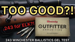 HAMMER or PIPSQUEAK 243 Winchester Hornady Outfitter 80gr CX Ammo Test [upl. by Luoar703]