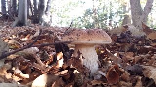 Porcini di faggio ottobre 2015 Dedicato a Ragusaereus [upl. by Lossa]