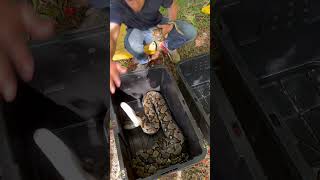 Pitones en Puerto RicoSeran plaga estas culebras Culebras invasoras en Puerto Rico 😍🐍 [upl. by Eseenaj]