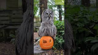 Halloween at the Hawk Conservancy Trust [upl. by Wilda]