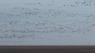 Pinkfooted Goose Spectacular The Wash 3rd December 2018 [upl. by Schild]