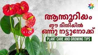 ആന്തൂറിയം ചെടി പരിപാലനം  Anthurium plant care in malayalam Chinju Joseph gardeningtips anthurium [upl. by Anoved]