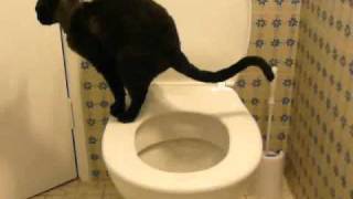 Toilet training my cat Fully trained Stage 4b [upl. by Kcirdot970]