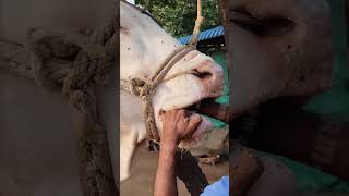 Wah ustad ji wah rooftop farming pets vet animals love earn farm [upl. by Callery]