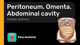 Peritoneum  Omenta  Abdominal cavity  Anatomy amp Function [upl. by Hsirrehc572]