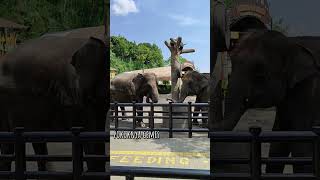 Lembang Park and Zoo [upl. by Norraa]